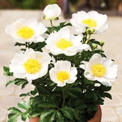 Nasiona i cebule - Piwonia Patio Dublin 1 szt sadzonki sadzonka - miniaturka - grafika 1