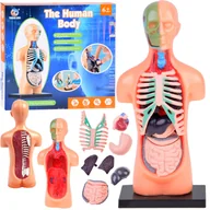Mały naukowiec - Zestaw edukacyjny Model anatomiczny CIAŁO CZŁOWIEKA + organy 11ele  ZA5200 - miniaturka - grafika 1