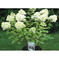 Kwiaty doniczkowe - Hortensja bukietowa mix. - miniaturka - grafika 1