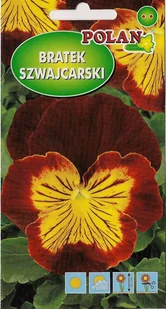Bratek szwajcarski Yellow Brown 0,4 g POLAN - Nasiona i cebule - miniaturka - grafika 1