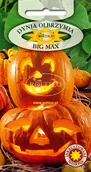 Nasiona i cebule - DYNIA OLBRZYMIA BIG MAX 3g - miniaturka - grafika 1