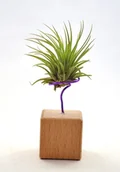Kwiaty doniczkowe - Tillandsia IONANTHA IONANTHA  na stojaku, komp 62/K4 - miniaturka - grafika 1