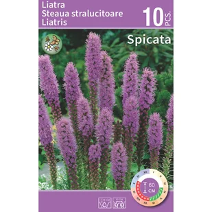 Liatra kłosowa 10 szt. cebulki kwiatów - Nasiona i cebule - miniaturka - grafika 1