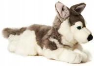 Maskotki i pluszaki - Maskotka Piesek Husky Leżący - 43cm - miniaturka - grafika 1