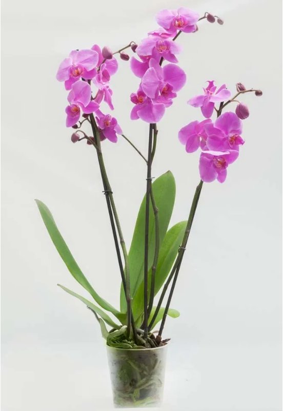 kwiatydonice Storczyk Phalaenopsis 3 pędy ciemnoróżowy d12