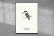 Plakaty - Plakat Zimorodek, grafika ze starego Atlasu Ptaków 21x30 (A4) / DodoPrint - miniaturka - grafika 1