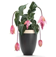 Kwiaty doniczkowe - Medynila Wspaniała Flamenco Medinilla magnifica P17 - miniaturka - grafika 1