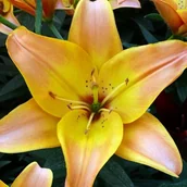 Nasiona i cebule - Lilia Azjatycka Easy Fantasy 1 szt. cebule cebulki lilii lilie - miniaturka - grafika 1