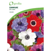 Nasiona i cebule - Zawilec De Caen 10szt. cebulki kwiatów Geolia - miniaturka - grafika 1