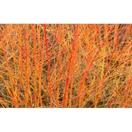 Sadzonki drzew krzewów - dereń świdwa 'Anny's Winter Orange' - miniaturka - grafika 1