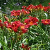 Nasiona i cebule - Liliowiec mix kolorów - miniaturka - grafika 1