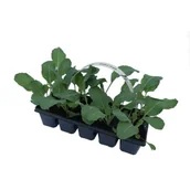 Kwiaty doniczkowe - Kalafior 10-pak - miniaturka - grafika 1