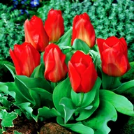 Nasiona i cebule - Tulipan Niski Fostera Princeps 5 szt Tulipany cebulki tulipanów - miniaturka - grafika 1