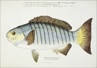 Plakaty - Antique fish Blackfish, F. E. Clarke - plakat 59,4x42 cm - miniaturka - grafika 1