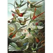 Kartki okolicznościowe i zaproszenia - Madame Treacle Madame Treacle Karnet B6 z kopertą Kolibry 452069 - miniaturka - grafika 1