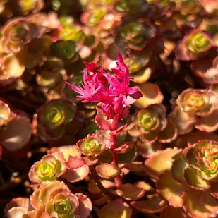 Rozchodnik kaukaski 'Dragon's Blood' (Sedum) P9 - Nasiona i cebule - miniaturka - grafika 1