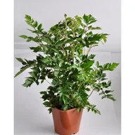 Sadzonki drzew krzewów - Astilbe, wys.40 cm, don.17cm - miniaturka - grafika 1