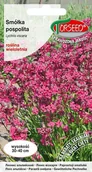 Nasiona i cebule - Nasiona Smółka pospolita różowa - Torseed - miniaturka - grafika 1
