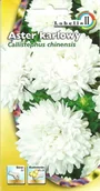 Nasiona i cebule - Aster karłowy biały 1g / L / - miniaturka - grafika 1