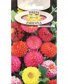 Nasiona i cebule - DALIA ZMIENNA POMPONOWA mix pełne kwiaty NASIONA KWIATÓW ROŚLIN OZDOBNYCH p. 2H66; - miniaturka - grafika 1