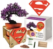 Nasiona i cebule - Prezent Dzień Chłopaka Urodziny DRZEWKO SZCZĘŚCIA - miniaturka - grafika 1
