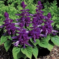 Nasiona i cebule - SZAŁWIA BŁYSZCZĄCA fioletowa NASIONA kwiatów p. 21ZSPK132A - miniaturka - grafika 1