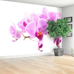 Fototapeta Różowa orchidea - Fototapety - miniaturka - grafika 1