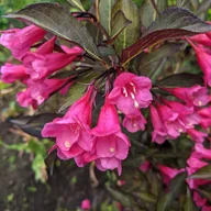 Kwiaty doniczkowe - Krzewuszka cudowna 'Victoria' (Weigela florida) Doniczka 2.0L - miniaturka - grafika 1