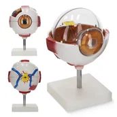 Akcesoria medyczne - Model gałki ocznej człowieka w powiększeniu 3D 4FIZJO - miniaturka - grafika 1