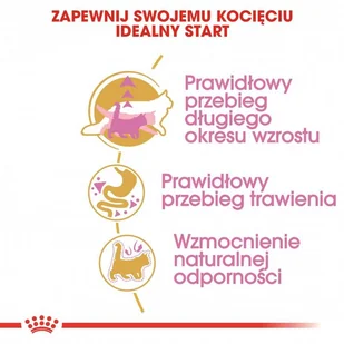 ROYAL CANIN Maine Coon Kitten 4kg karma sucha dla kociąt, do 15 miesiąca, rasy maine coon  + niespodzianka dla kota GRATIS! - Sucha karma dla kotów - miniaturka - grafika 5