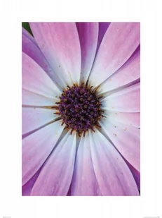 Fioletowy Kwiatek - Reprodukcja - Plakaty - miniaturka - grafika 1