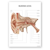 Mapy i plansze edukacyjne - Plakat anatomiczny – Budowa ucha - Marta Pawelec - miniaturka - grafika 1