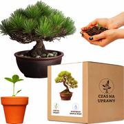 Nasiona i cebule - Zestaw do uprawy Bonsai Piękna Sosna Czarna - miniaturka - grafika 1