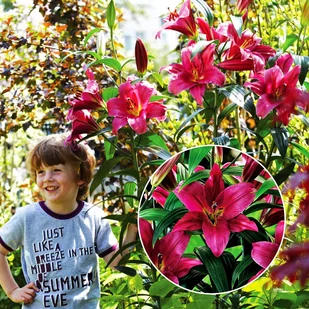 Lilia Drzewiasta Purple Prince 1 szt cebulki lilii - Nasiona i cebule - miniaturka - grafika 1
