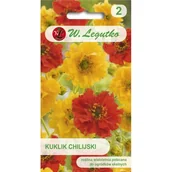 Nasiona i cebule - Kuklik chilijski - miniaturka - grafika 1