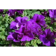 Kwiaty doniczkowe - Petunia Surfinia® niebieska wys. : 25 cm docznika: 12 cm - miniaturka - grafika 1