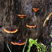 Inne - TEMU 5 szt. WEBETTER Półka z grzybem Lingzhi, dekoracja ścienna z żywicy, Ozdoby z motywem roślinnym do użytku wewnątrz i na zewnątrz, Uniwersalna - miniaturka - grafika 1