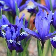 Nasiona i cebule - Iris Reticulata  Kosaciec Fabiola 10 szt. - miniaturka - grafika 1