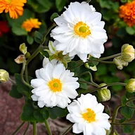 Nasiona i cebule - Anemon Zawilec Whirlwind 1 szt. doniczka P9 - miniaturka - grafika 1