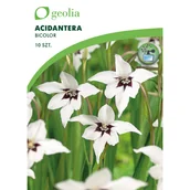Nasiona i cebule - Mieczyk abisyński Bicolor 10szt. cebulki kwiatów Geolia - miniaturka - grafika 1