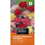 Nasiona i cebule - Goździk ogrodowy Grenadin 0,5 g Eden - miniaturka - grafika 1