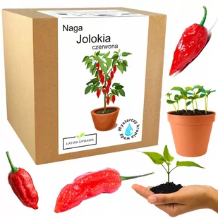 Zestaw do Uprawy papryka Naga Bhut Jolokia nasiona - Nasiona i cebule - miniaturka - grafika 1