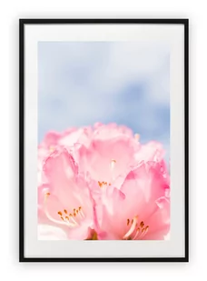 Plakat B1 70x100 cm Kwiaty Makro Wiosna WZORY - Plakaty - miniaturka - grafika 1