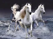 Malowanie po numerach - Norimpex Diamentowa mozaika. Konie 1005262 - miniaturka - grafika 1