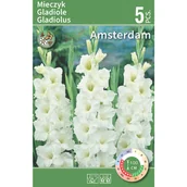 Nasiona i cebule - Mieczyk Amsterdam biały 5szt. cebulki kwiatów - miniaturka - grafika 1