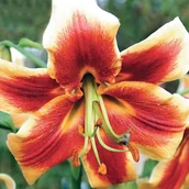 Nasiona i cebule - Lilia drzewiasta Red Morning 1 szt. cebule cebulki lilii lilie - miniaturka - grafika 1