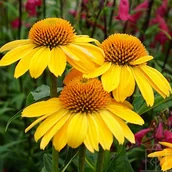 Nasiona i cebule - Jeżówka ’Kismet Yellow’ - miniaturka - grafika 1