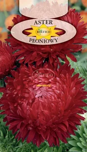 ASTER PEONIOWY CZERWONY 1g - Nasiona i cebule - miniaturka - grafika 1