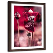 Plakaty - Obraz w ramie brązowej FEEBY, Maki Czerwone Kwiaty 60x90 - miniaturka - grafika 1