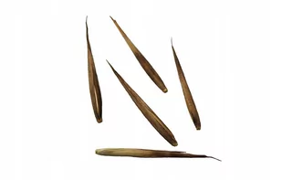 Nasiona Bambus Mrozoodporny Phyllostachys bambusa - Nasiona i cebule - miniaturka - grafika 1